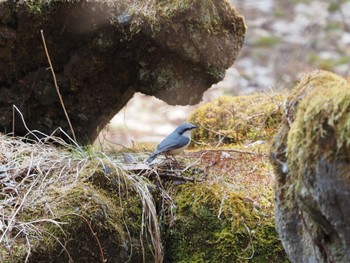 Sun, 4/10/2022 Birding report at Yamanakako Lake