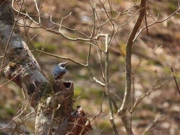 ゴジュウカラ 山中湖 2022年4月10日(日)