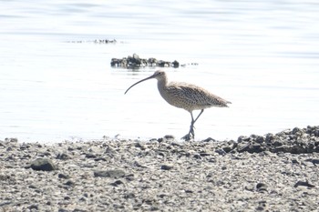 Eurasian Curlew 今津干潟 Sat, 4/9/2022