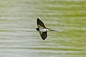 2022年4月10日(日) 淀川河川公園の野鳥観察記録