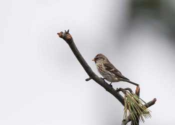 Common Redpoll 北陸地方 Sat, 11/11/2017