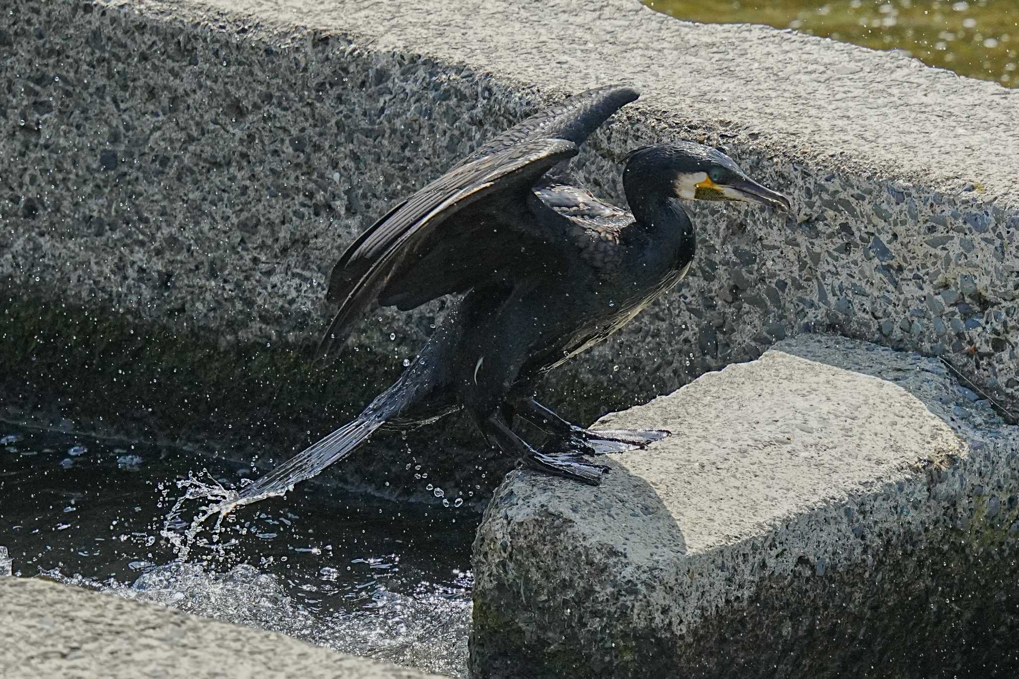 淀川河川公園 カワウの写真 by yuki@momiji