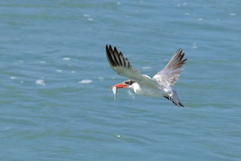 Caspian Tern 具志干潟 Thu, 11/2/2017