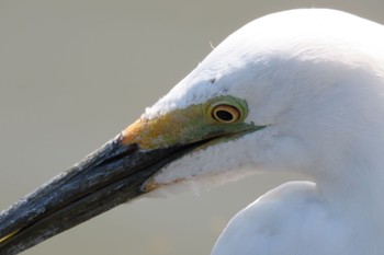 Great Egret 三渓園 Sun, 4/10/2022