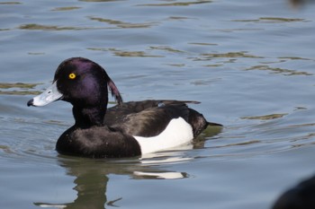 Tufted Duck 三渓園 Sun, 4/10/2022