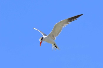 Caspian Tern 具志干潟 Thu, 11/2/2017