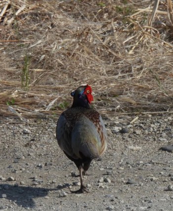 Green Pheasant 利根川河川敷「深谷市) Sun, 4/10/2022