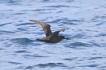 Short-tailed Shearwater 下田神津島航路 Sat, 4/9/2022