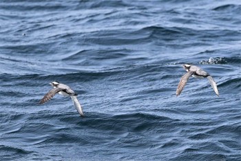 Japanese Murrelet 下田神津島航路 Sat, 4/9/2022