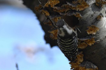 2022年4月10日(日) 禄剛崎の野鳥観察記録