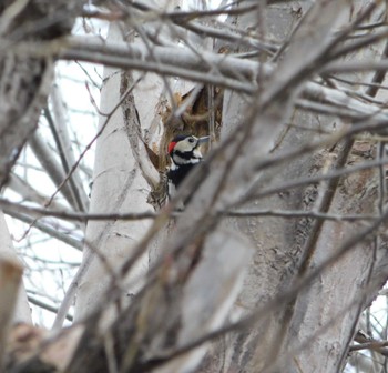 Sun, 4/10/2022 Birding report at 安春川(札幌市北区)