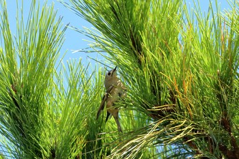 Goldcrest 沖縄県浦添市 Fri, 11/3/2017