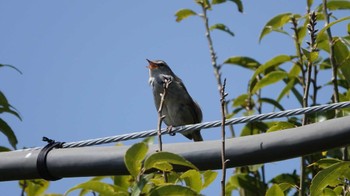 Japanese Bush Warbler 金井公園 Sun, 4/10/2022