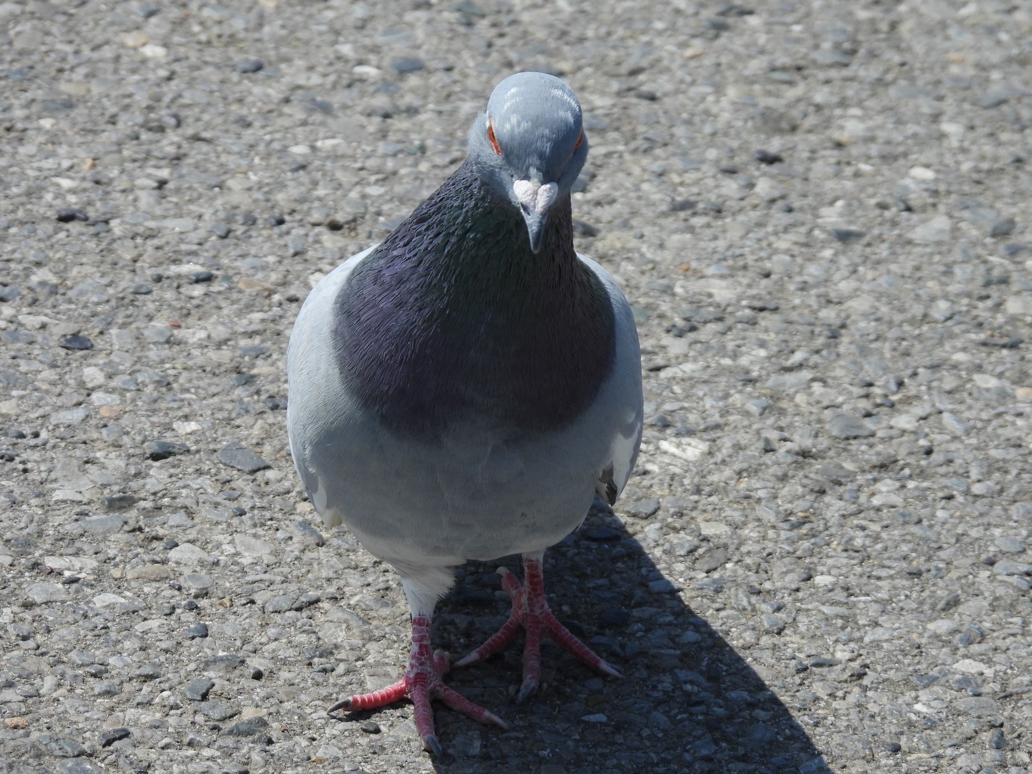 埼玉県 カワラバトの写真 by ツピ太郎