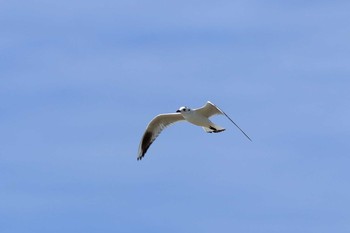 Saunders's Gull 具志干潟 Thu, 11/2/2017