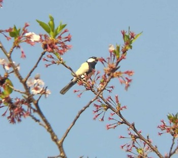 シジュウカラ 埼玉県 2022年4月10日(日)