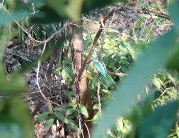 2022年4月10日(日) 埼玉県の野鳥観察記録