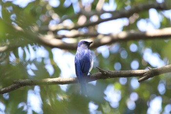 Blue-and-white Flycatcher 神奈川県厚木市 Sun, 4/10/2022