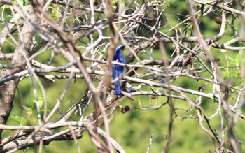 Blue-and-white Flycatcher 神奈川県厚木市 Sun, 4/10/2022