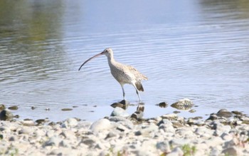 ホウロクシギ 神奈川県小田原市 2022年4月10日(日)