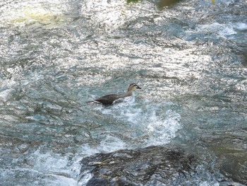 カルガモ あきる野市秋川（秋川橋～佳月橋） 2017年11月5日(日)