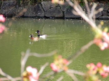 キンクロハジロ 三ツ池公園(横浜市鶴見区) 2022年4月10日(日)