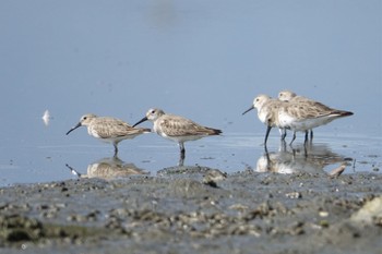 2022年4月9日(土) 今津干潟の野鳥観察記録
