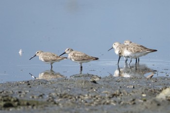 Dunlin 今津干潟 Sat, 4/9/2022