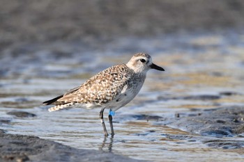 2022年4月8日(金) ふなばし三番瀬海浜公園の野鳥観察記録