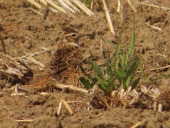 2022年4月10日(日) 古徳沼の野鳥観察記録