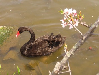 Black Swan 千波湖 Sun, 4/10/2022