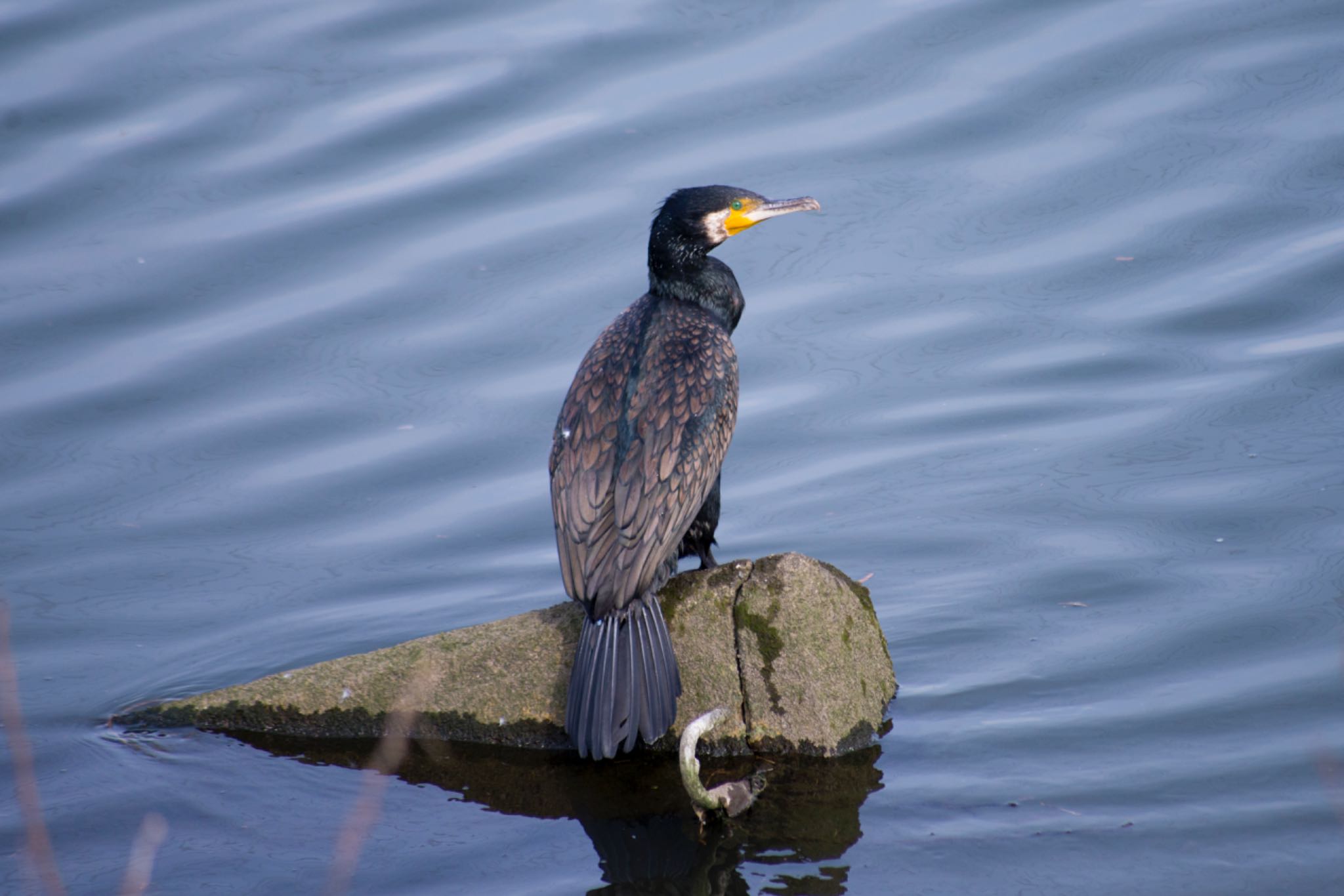 Photo of Great Cormorant at 花見川 by BARON