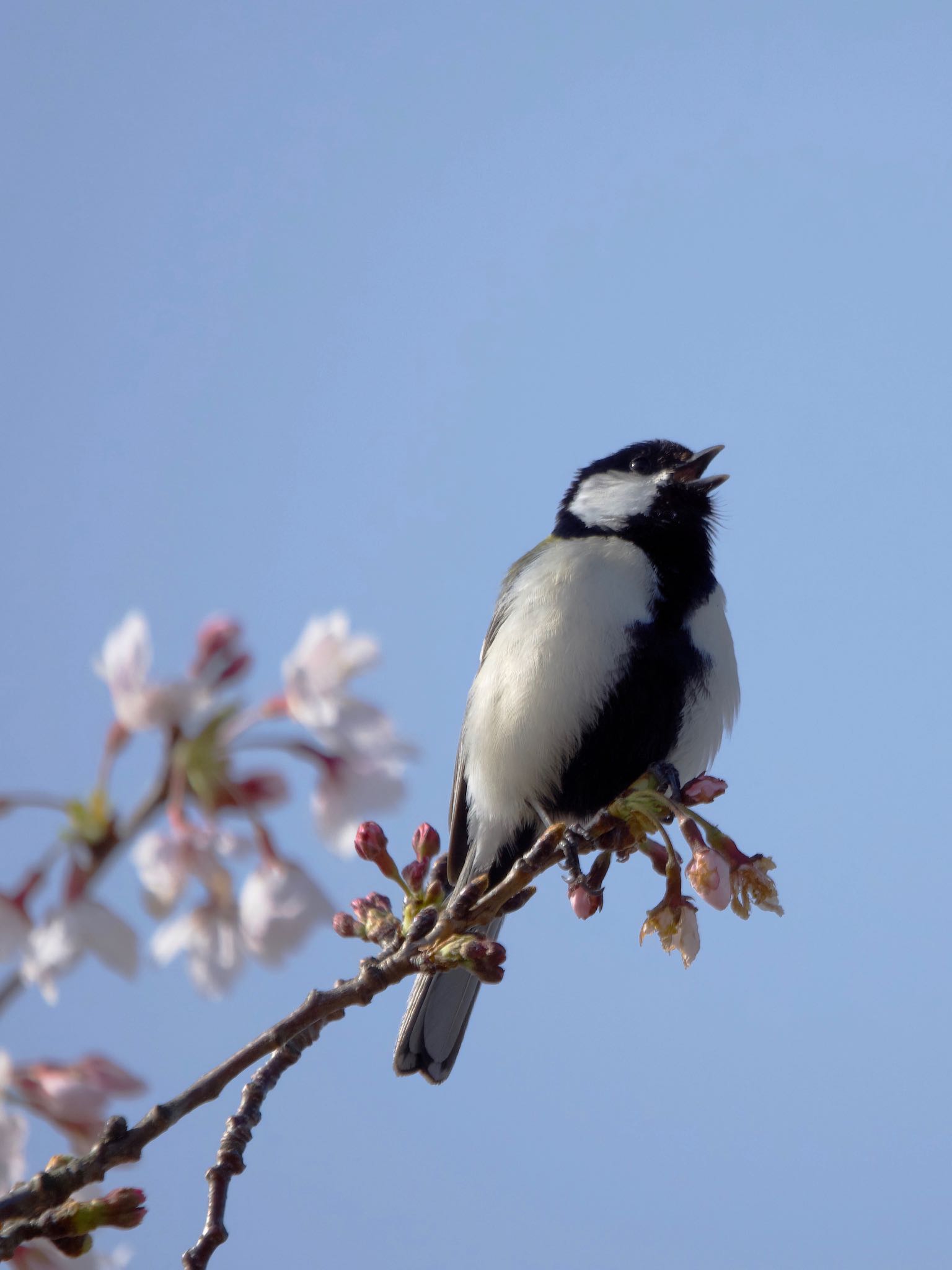 Photo of Japanese Tit at 恩田川(鶴見川合流点付近) by アポちん