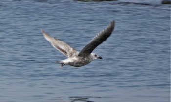 セグロカモメ 馬堀海岸 2022年3月13日(日)