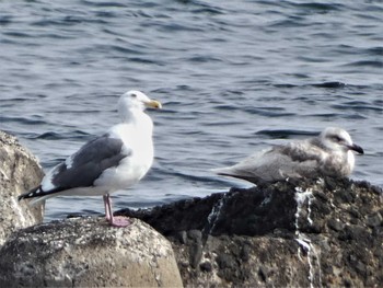 セグロカモメ 馬堀海岸 2022年3月13日(日)