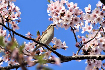 ニュウナイスズメ 兵庫県神戸市 2022年4月10日(日)