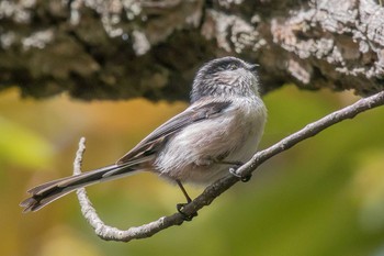 Long-tailed Tit Akashi Park Sun, 11/12/2017