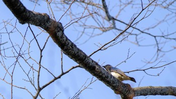 Blue-and-white Flycatcher Osaka castle park Sun, 4/10/2022