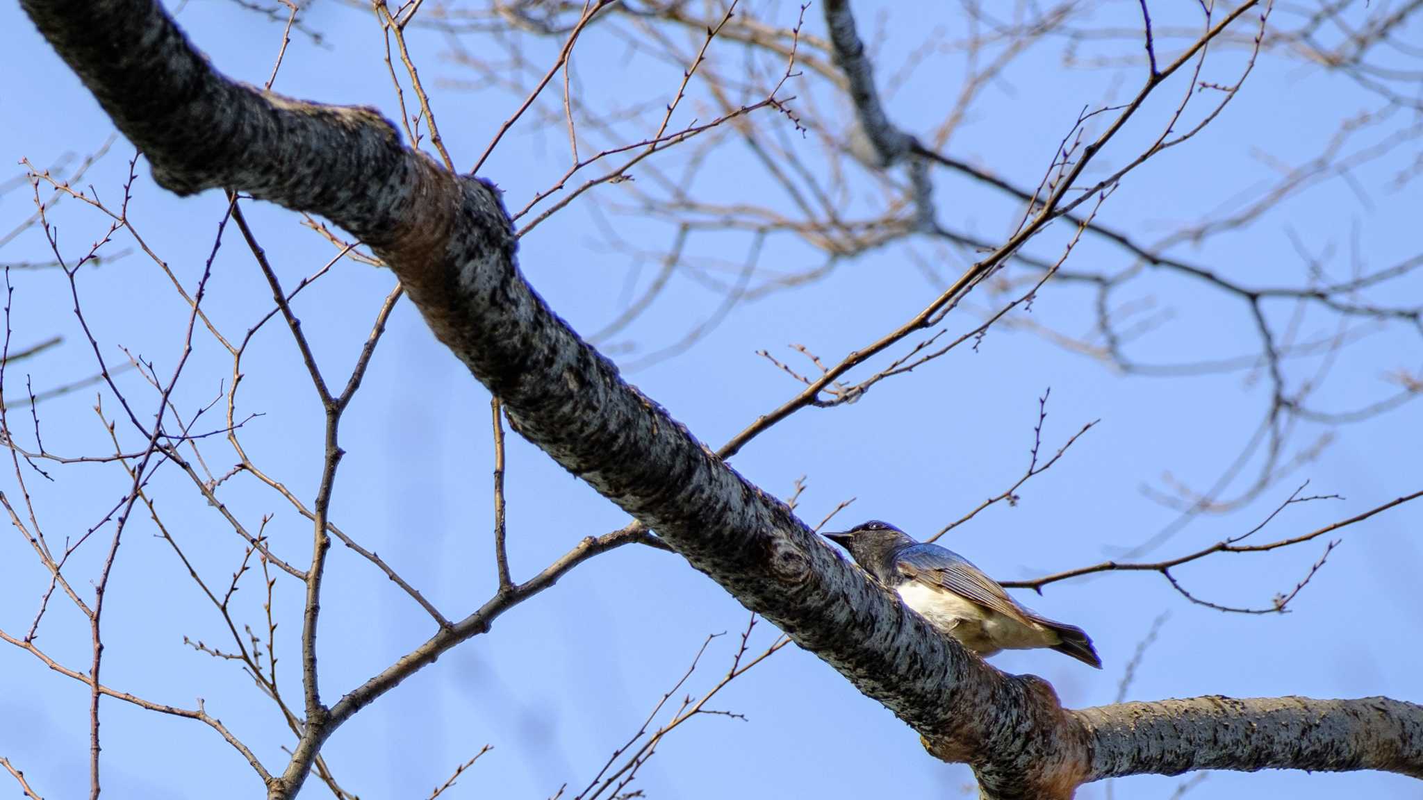 Blue-and-white Flycatcher