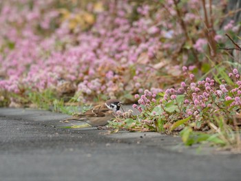 スズメ 近所の川 2017年11月14日(火)