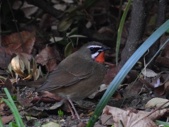 2022年4月10日(日) 大阪城公園の野鳥観察記録