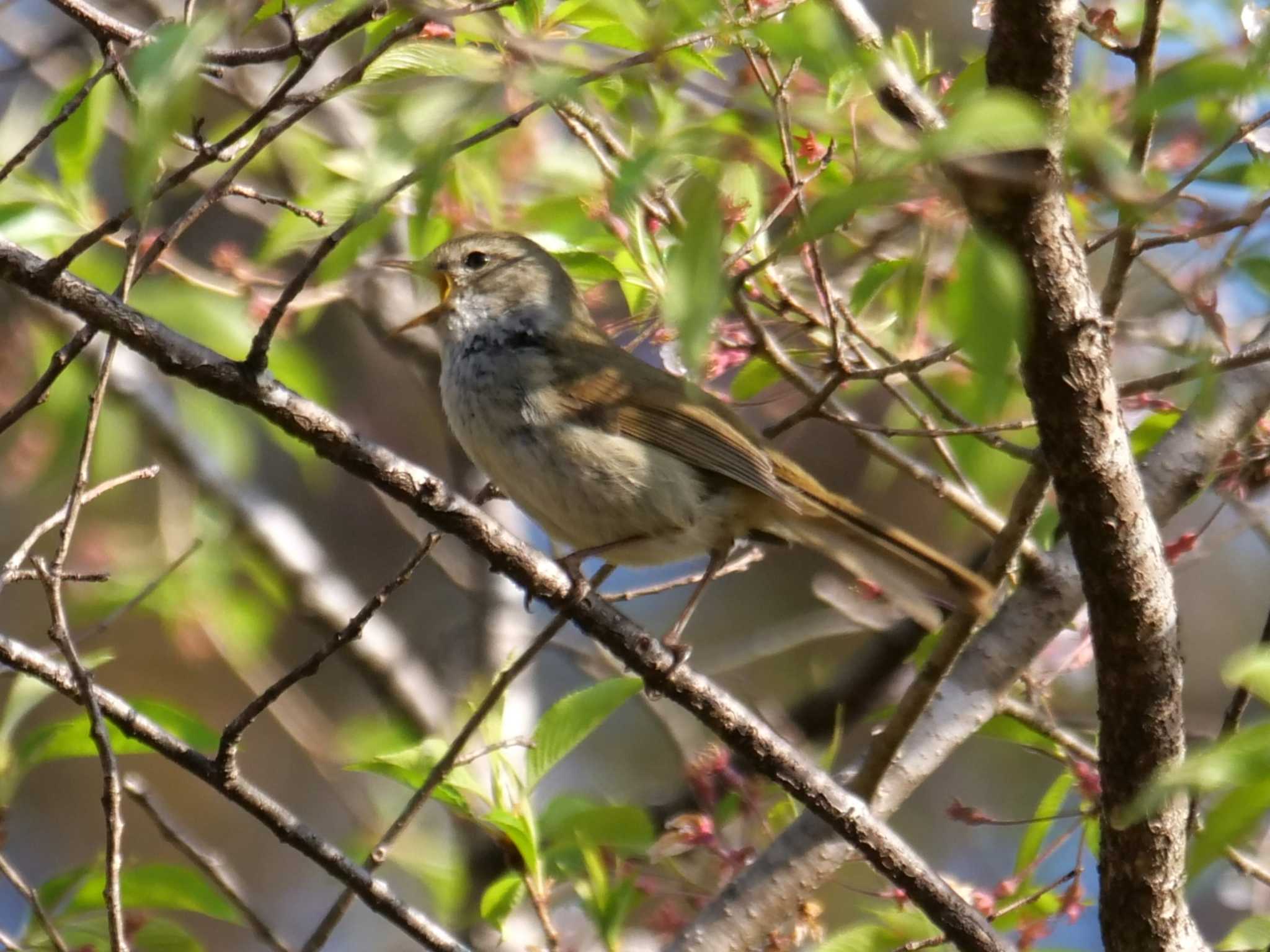 歩きながら鳴いてます、ホオジロとは違う・・ by little birds