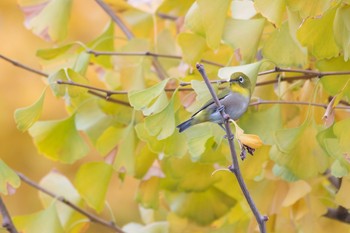 メジロ 庭 2017年11月14日(火)