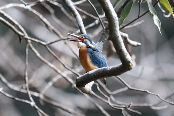 カワセミ 明石公園 2022年1月30日(日)