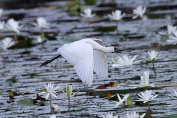 オーストラリアヘラサギ Flecker Botanical Garden(Cairns) 2017年10月7日(土)