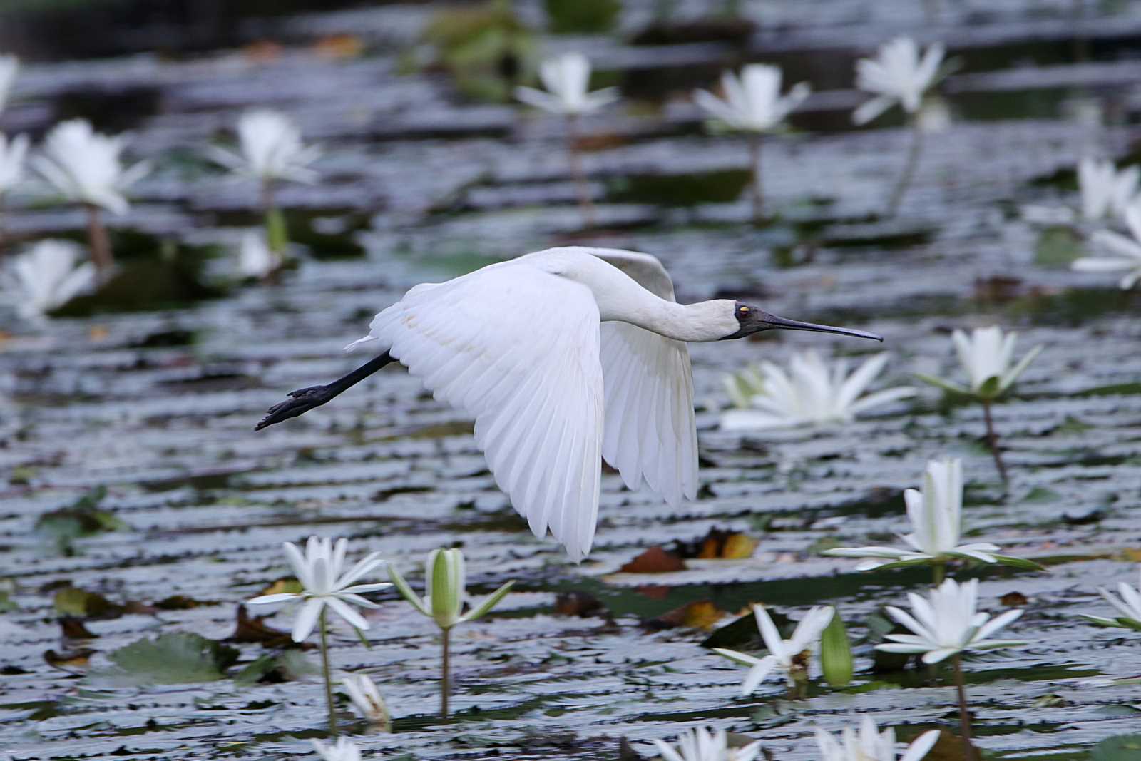 Royal Spoonbill