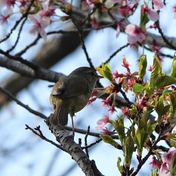 ウグイス りょうぶの道(滋賀県草津市) 2022年4月10日(日)