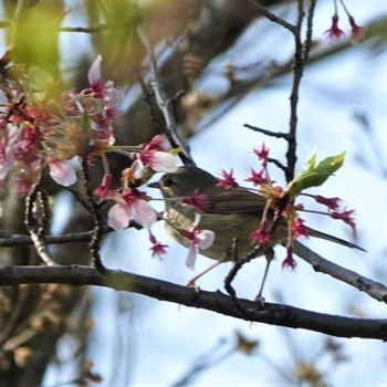 ウグイス りょうぶの道(滋賀県草津市) 2022年4月10日(日)