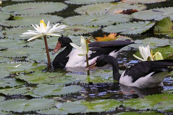 Magpie Goose Flecker Botanical Garden(Cairns) Sat, 10/7/2017