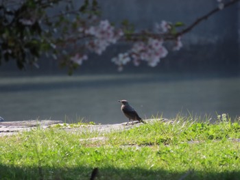 イソヒヨドリ 和歌山県 2022年4月10日(日)